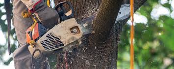 Best Tree and Shrub Care  in West Burlington, IA