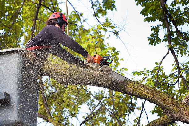 Best Tree Trimming and Pruning  in West Burlington, IA